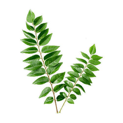 Curry Leaves (Per 100 gms)